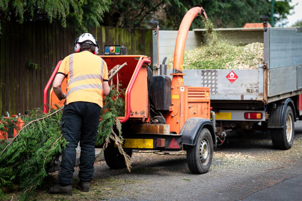 Best Tree Mulching  in Bridgeport, WV